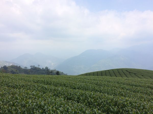 180408-樟腦寮-獨立山-大巃頂步道306163