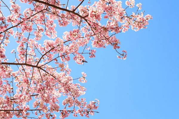 拉拉山的櫻花286602
