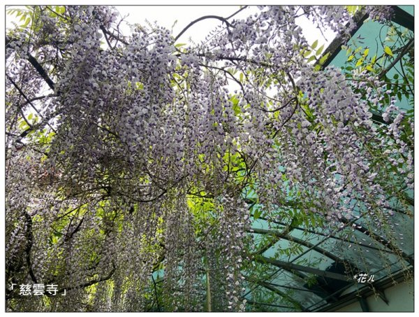 阿里山慈雲寺の紫藤2782157