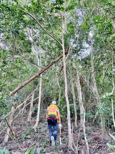 苗栗冷門山--蕃婆石山5基石連登   2026.01.112981364