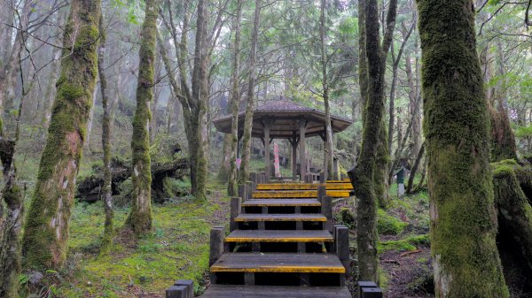 鐵杉林步道,見晴步道,鳩之澤步道2588282