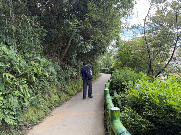 [微笑山線_第二段] 2026_0725 大棟山系_百年大榕樹3101574