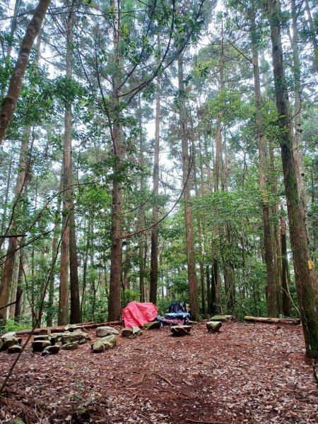 【台中和平】筆直的杉林.林相優美。 橫嶺山x沙連山P型2869055