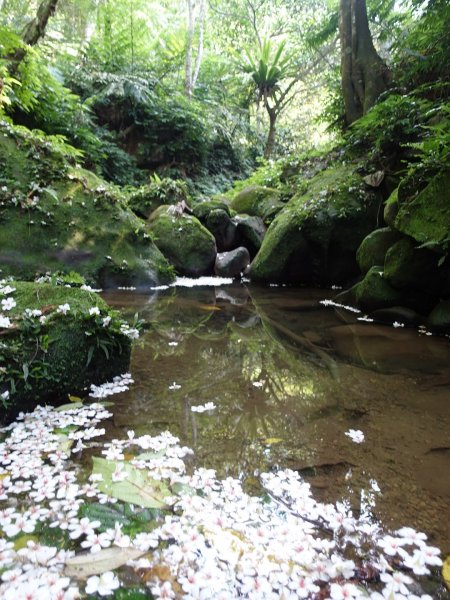 桐花公園、天上山~桐花開了！943094