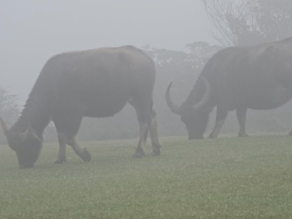 2025臺北大縱走第三段：小油坑至風櫃口2973464