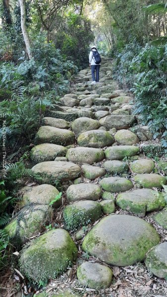 《新竹》湖口老街｜金獅古道O繞茶香及仁和步道202412062663708