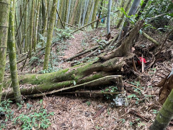 大湖尖山、天雲山，文峰山O型縱走1740188