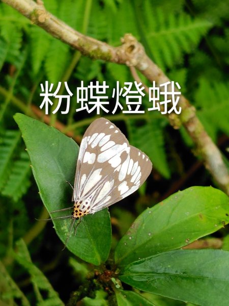 渭水之丘 烘爐地山 抹茶山 三角崙山2938722