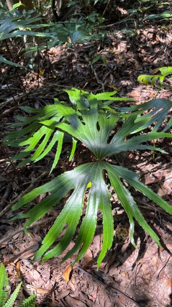 石碇_皇帝殿2884123