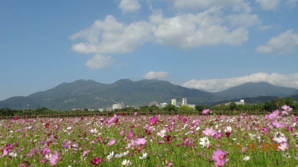 關渡緣起 花現台北734105