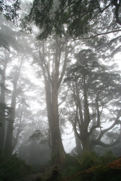 高雄 桃源 台東 海端 庫哈諾辛山 關山嶺山2832196