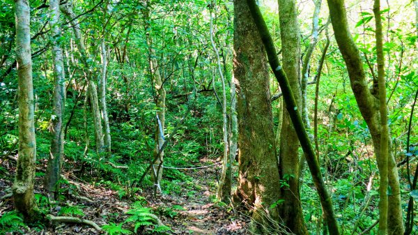 崩山坑越嶺內盤山2913784