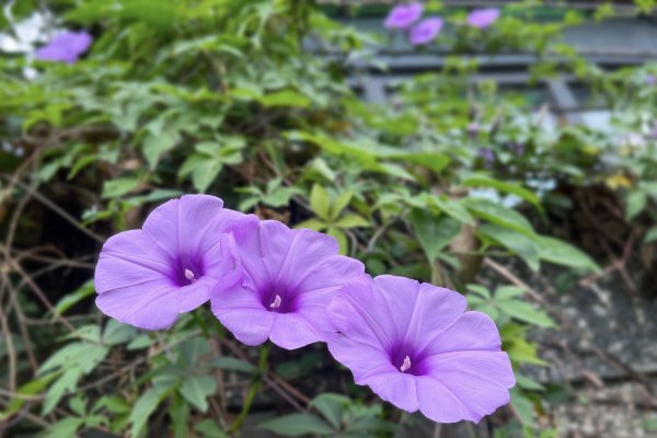 東眼山雨中尋幽2975363