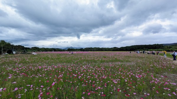 關渡花海,大龍峒孔廟,保安宮,迪化街2345363