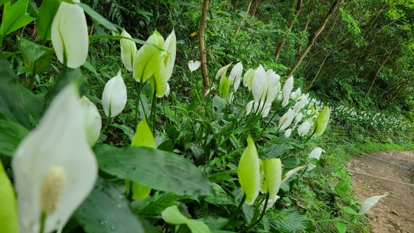 2020-0611觀音山硬漢嶺1066692
