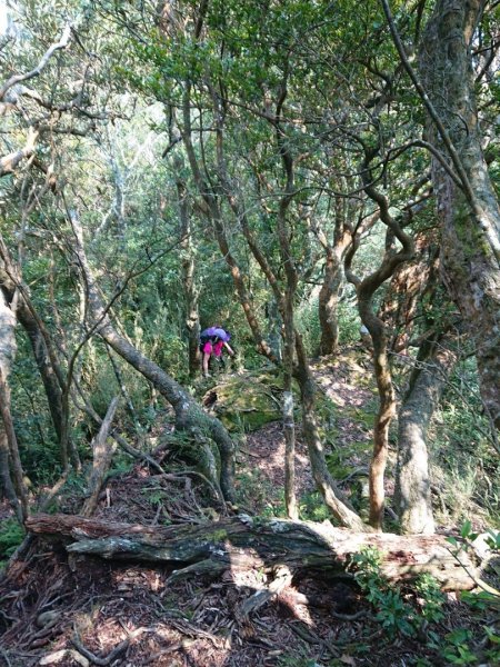 那結山（嘎色鬧部落線）893444