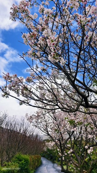 #十八份拐圳步道 #墨染櫻 2/212717216
