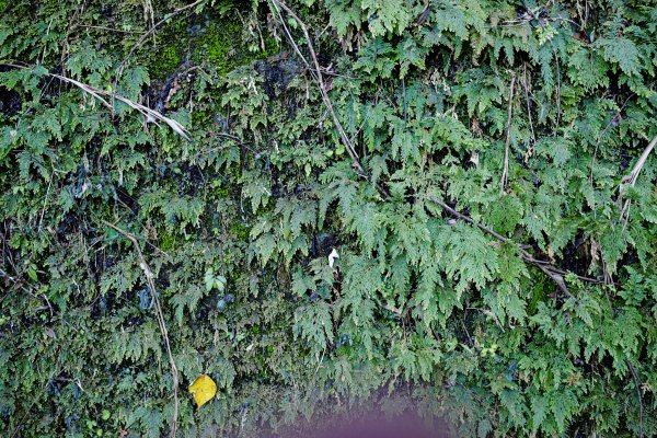 桃園復興區 處暑‧北插天山岩戶線2868405