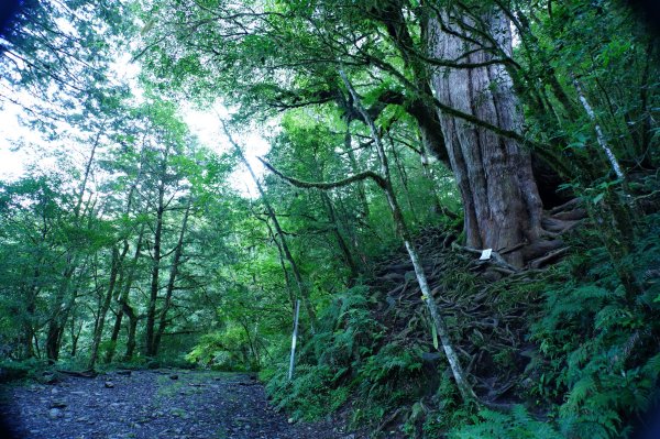 宜蘭 大同 加羅山2890266