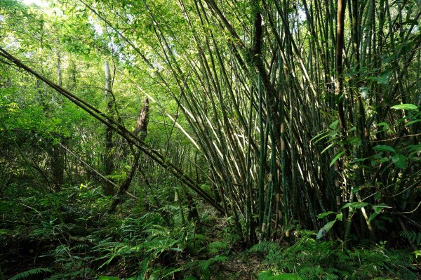 新北 烏來 山車廣山、檜山2567368