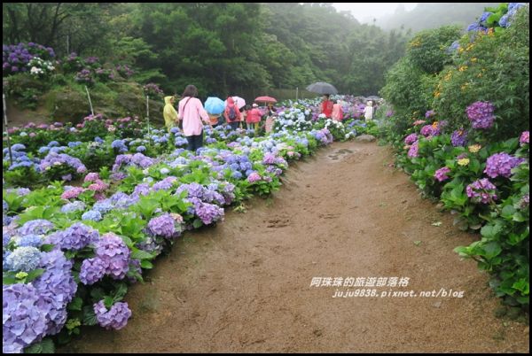 竹子湖水車寮步道賞高家繡球花347930