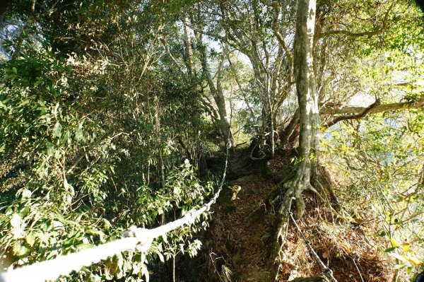 苗栗 卓蘭 大克山2967900