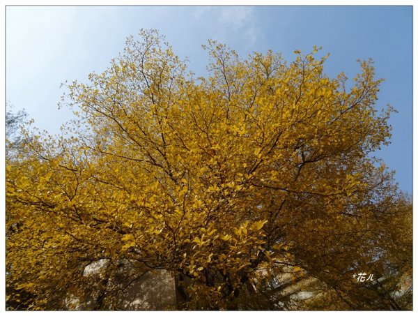 小葉欖仁/黃金雨1634903