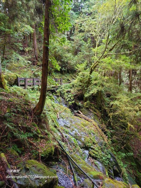 【新竹】觀霧森林遊樂區：檜山巨木群步道2397409
