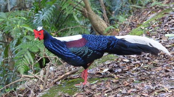 翡翠水庫壩頂 #火燒雲雲海 #日出雲海 #鱷魚島 #藍腹鷴 4/292773458
