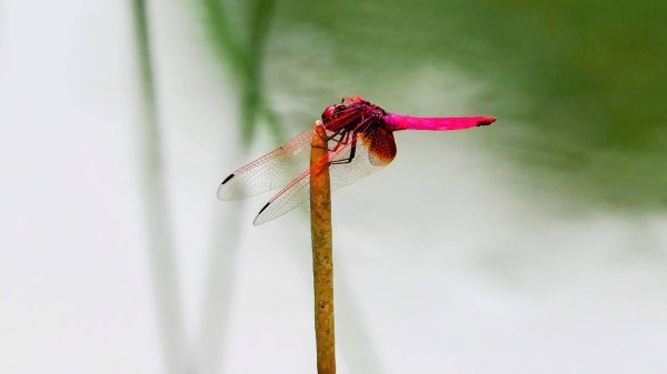 柯子林保甲路,如意湖,五指山古道2848899