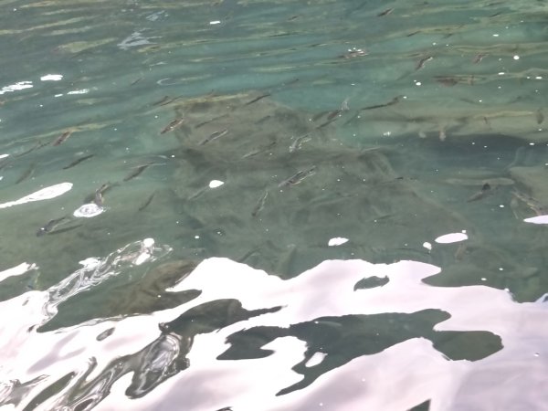 鳥來野溪溫泉3081945