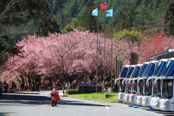 【新聞】109年武陵櫻花季期間登山隊伍車輛管制措施