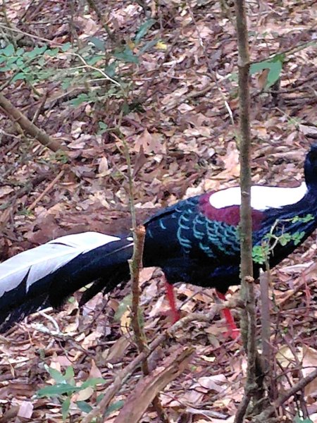 長壽山、肥崠山、醜崠山、大崠山、大崠山經建版2931608