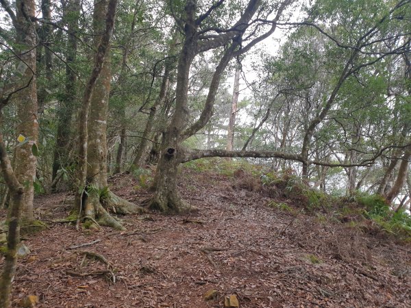 麗陽上屋我尾山2683133