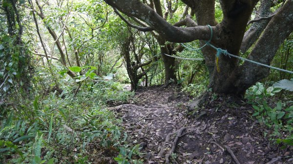 觀音山登山健行趣(小百岳05號)1632391