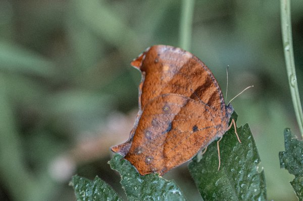 探訪台北溪流之美｜桶後越嶺古道（礁溪-烏來）2911733