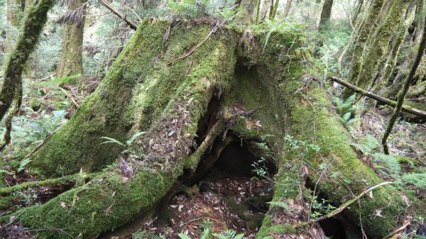 三星山登山健行趣(小百岳85號)1800702