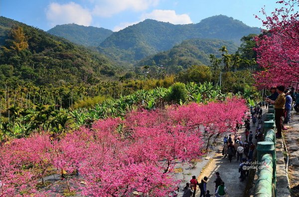 【嘉義】半天岩紫雲寺前、獨角仙農場後鶯山民宿--距離嘉義市區超近的兩座櫻園.人面櫻花相映紅