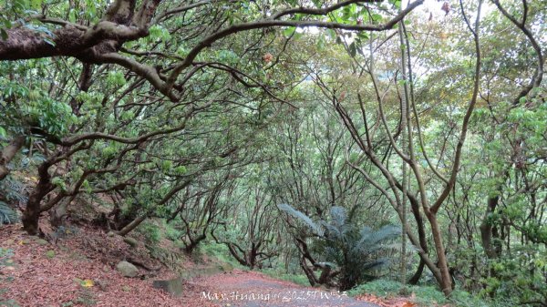 《南投》峰峰相連｜草屯九九峰森林步道O型202509062879319