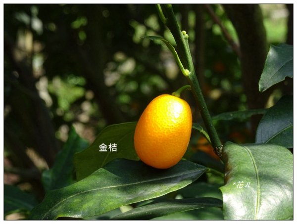 台中/大坑最美5-1步道882420