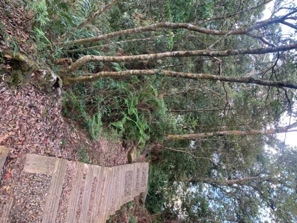 奮起湖大棟山1547909