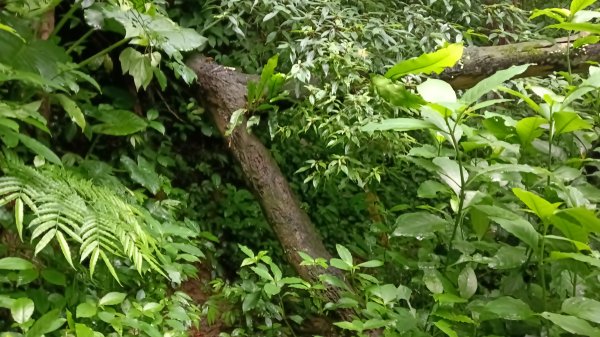 信義區虎山溪步道-岩刻佛像岩下路-四獸山步道-拇指山-南港山-九五峰-麗山橋口步道3076174