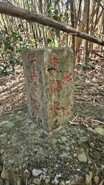 20251222龍峎頂步道-三灣火炎山-老銃櫃步道-三灣落羽松-肚兜角步道2969142