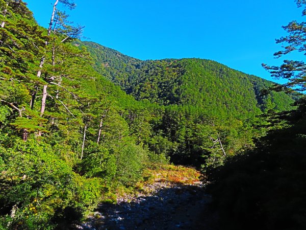 如童話般的森林步道-武陵桃山瀑布步道1190812