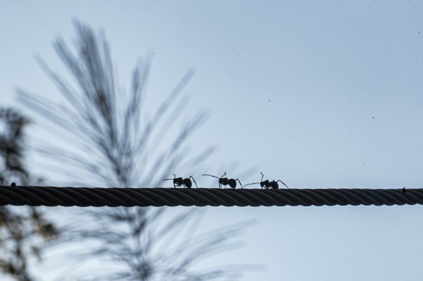 枕頭山古砲台歷史古道O型（含薑母島）2948469