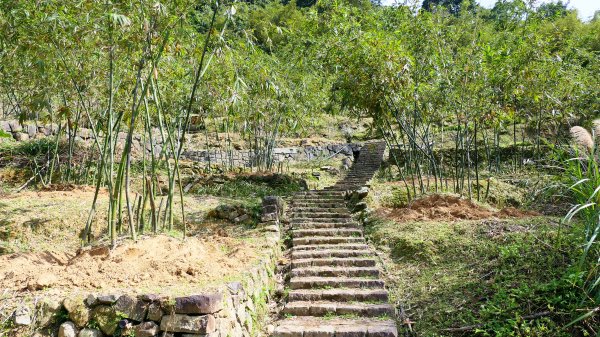 平菁街櫻花2697239