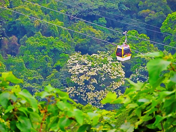 穀雨時節 走指南宮朝聖步道 遇見油桐花 也遇見自己2156743