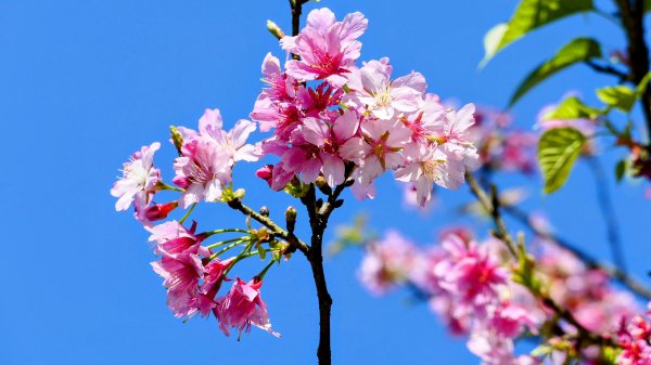 紫花酢醬草2739922