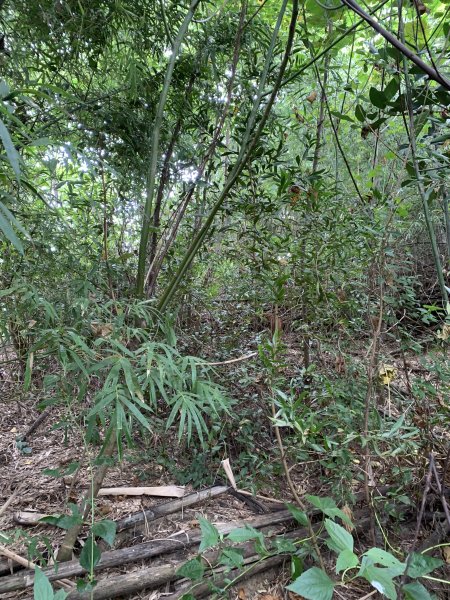 20251024台南東西崙山2925628