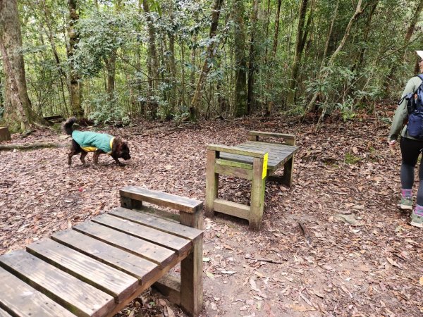 【中級山】谷關七雄八仙山2745081